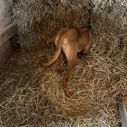 Rhodesian Ridgeback All Grown Up from Abbey Rhode Rhodesian Ridgebacks