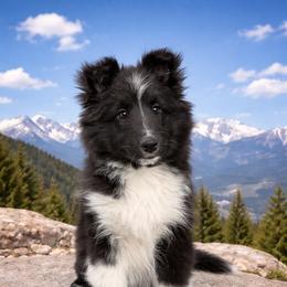 Rizzo - Black and white male Shetland Sheepdog puppy in Centennial, Colorado from Kochar Shelties