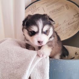 Han Solo - Tri-color male Pomsky puppy in Sand Coulee, Montana from Big Sky Pomskies