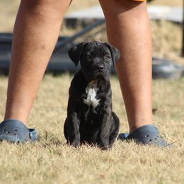 Girl 3 - Black brindle female Cane Corso puppy in Kaufman, Texas from Phantom Corsos