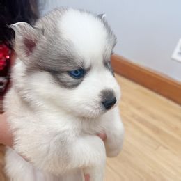 Siberian Husky Puppies from Ucanan Huskies