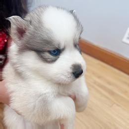 Siberian Husky Puppies from Ucanan Huskies