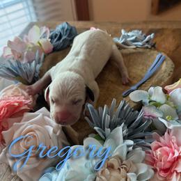 Gregory - White and black male Dalmatian puppy in Mount Vernon, Missouri from Spots & Spirals
