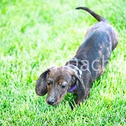 Cocoa - Dachshund puppy from Rockindachs