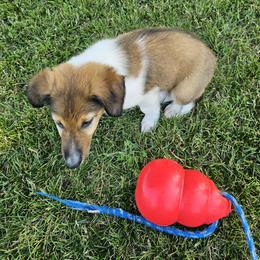 Old Time Scotch Collie Puppies from Ashgrove Farm