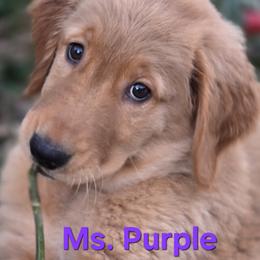 Purple Girl - Golden female Golden Retriever puppy in Glendale, Arizona from Sonoran Golden Retrievers