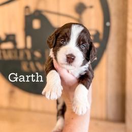 Boy 8 - Chocolate male Labradoodle puppy in Danville, Indiana from Marley’s Doodle Ranch