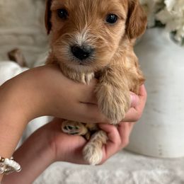 Cavapoochon Puppies from Doodles by design