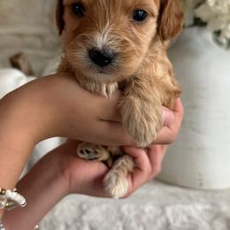 Cavapoochon Puppies from Doodles by design