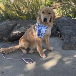 Billie Jean - Golden Retriever