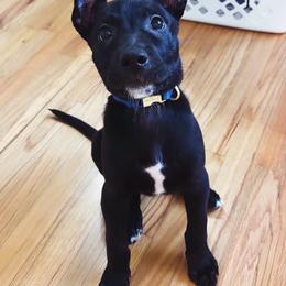 Ryker - Black brindle male Dutch Shepherd puppy in Griffin, Georgia from Van Freiheit working dogs