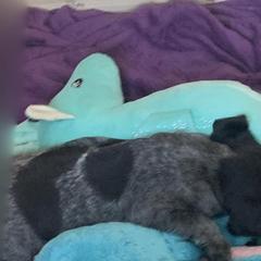 American Bully, German Shorthaired Pointer, and German Wirehaired Pointer All Grown Up from Shoreline Pointers