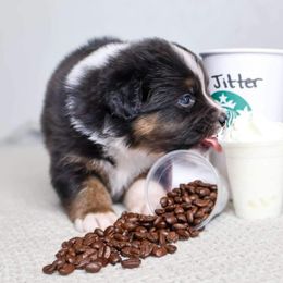 Australian Shepherd Puppies from Badlands Australian Shepherds