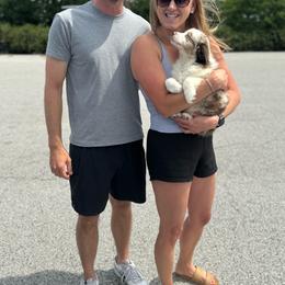 Fred - Red merle male Australian Shepherd puppy in Laotto, Indiana from Circle B working Aussies