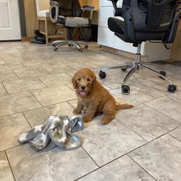 Sprinkles - Red  female Goldendoodle puppy in Sugarcreek, Ohio from True Hearted Doodles