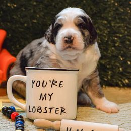 Bernedoodle and Bernese Mountain Dog Puppies from Brentwood Berners