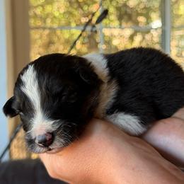 Boy 6 - Tri-color male Border Collie puppy in Oroville, California from Coalcyn Kennels