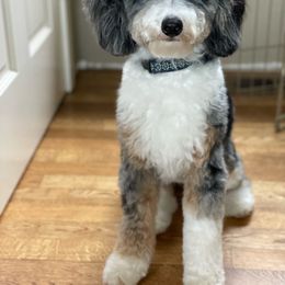 Tootie - Aussiedoodle