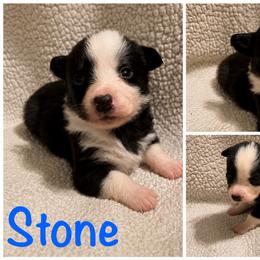 Stone - Black and white male Cardigan Welsh Corgi puppy in Box Elder, South Dakota from BELieve Cardigan Welsh Corgis