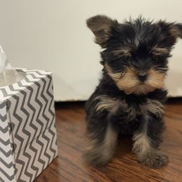 Magenta Girl Black and Tan - Black and tan female Yorkshire Terrier puppy in Oregon City, Oregon from D’Luxe Kennels