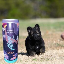 Cosmic Stardust - Sable female German Shepherd puppy in Murrayville, Georgia from Vom Clark’s German Shepherds
