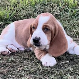 Basset Hounds from Backyard Basset’s