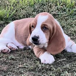 Basset Hounds from Backyard Basset’s