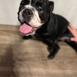 Bulldog Puppies from BUBBABULL
