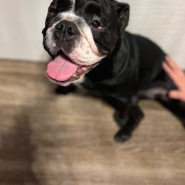 Bulldog Puppies from BUBBABULL