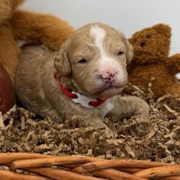 Spike- Red Collar - Apricot male Goldendoodle puppy in Cape Coral, Florida from Nay Nays Mini Doodles