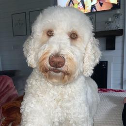 Soph - Goldendoodle
