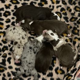 Miniature Australian Shepherd Puppies from Misty View Ranch