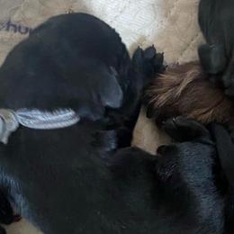 Tap - Astaire - Silver - Black male Flat-Coated Retriever puppy in Park Rapids, Minnesota from Catori