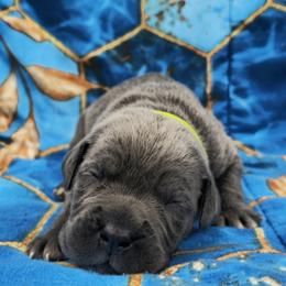 Light Green collar aka Rogue Amendiares - Gray female Cane Corso puppy in Houston, Texas from Zenith Cane Corso