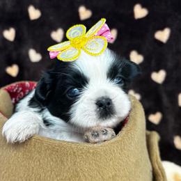 Sally - Black and white female Shih Tzu puppy in Claremont, California from Lovable Shih Tzus