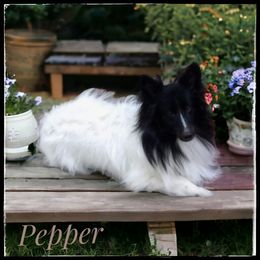 Pepper - Shetland Sheepdog
