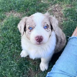 Scarlett - Red merle female Australian Shepherd puppy in San Tan Valley, Arizona from SJR AUSSIES