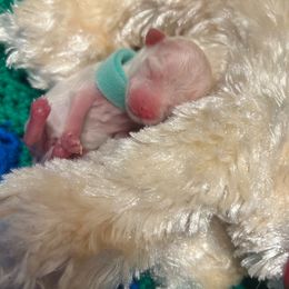 Bluey - White male Maltese puppy in Hephzibah ( Richmond County ), Georgia from Healing Pawz LLC