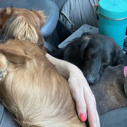 Dachshunds from Adorable Mini Dachshund Breeder
