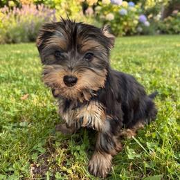 Alan - Black and tan male Yorkshire Terrier puppy in Massachusetts from Cutie Pups