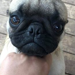 Pugs from Pugutopia Farm