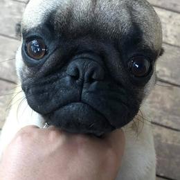 Pugs from Pugutopia Farm