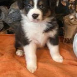 Australian Shepherd and Miniature American Shepherd Puppies from Tanya Strickland