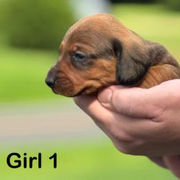 Red Girl 1 - Red female Dachshund puppy in Hickory, Kentucky from NanoDachs
