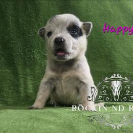 Happy - Blue female Australian Cattle Dog puppy in Silsbee, Texas from Rockin ND Ranch