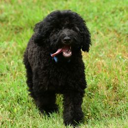Sheepadoodle Puppies from Riley Grace Puppies