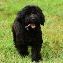 Sheepadoodle Puppies from Riley Grace Puppies
