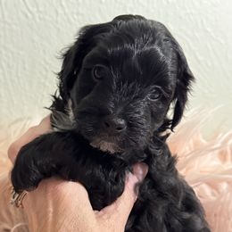 Violet - Black female Maltipoo puppy in Tomball, Texas from Angela Hurd's Maltipoos