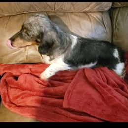 Phantom's Joker - Dachshund