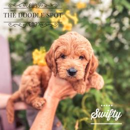 Goldendoodle Puppies from The Doodle Spot
